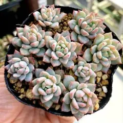 さお様 リクエスト 4点 まとめ商品