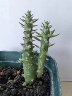 2026年最新】将軍サボテンの人気アイテム - メルカリ