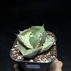 2025年最新】アガベ ジャガーノートの人気アイテム - メルカリ