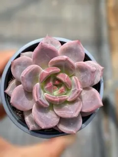 Top【選抜株】多肉植物 21209ベルベット ダイヤモンド35個 鉢無し/脱土