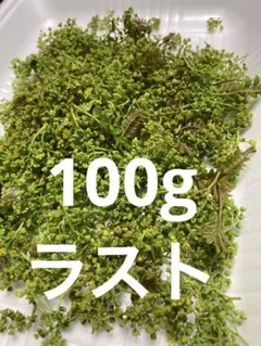 2026年最新】花山椒の人気アイテム - メルカリ