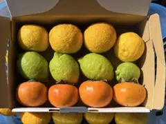 国産　無農薬の新鮮な柚子、檸檬、富有柿とオマケのお野菜セット