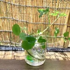 メダカ睡蓮鉢に！ワンコイン水草セットのサムネイル