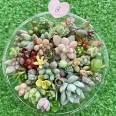 ここたん☆様 リクエスト 3点 まとめ商品