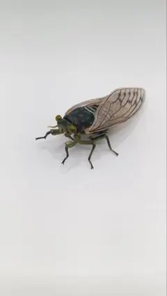 いきもの大図鑑 ミンミンゼミ