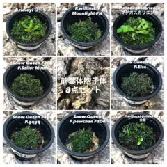 2025年最新】ビカクシダ 胞子 セットの人気アイテム - メルカリ