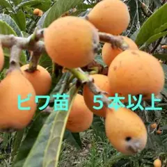 2025年最新】ビワの種の人気アイテム - メルカリ