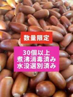 【煮沸消毒済み】ドングリ どんぐり マテバシイ 30個以上