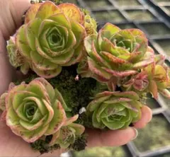 新入荷　グリーノビア　ローズ斑入り　アエオニウム　多肉植物　I苗のサムネイル