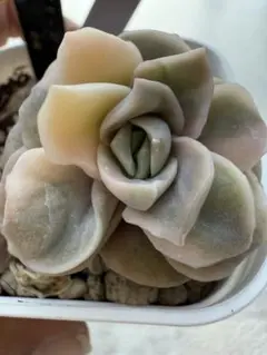 多肉植物　ラブリーローズ錦　白斑　抜き苗　大きめ