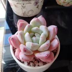 ねねっこみぃこ様 リクエスト 2点 まとめ商品