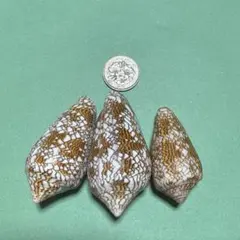 2026年最新】タガヤサンミナシの人気アイテム - メルカリ