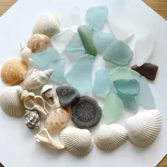 大きめ貝殻とシーグラス　ディスプレイ　海素材　インテリア　天然素材　自然素材