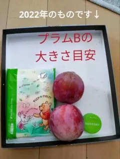 8/14更新【プラム・すもも】お問合せ専用ページ　2025年
