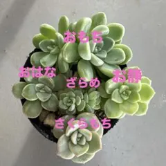 2025年最新】つぶつぶ多肉の人気アイテム - メルカリ