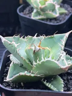 2025年最新】アガベ星空の人気アイテム - メルカリ