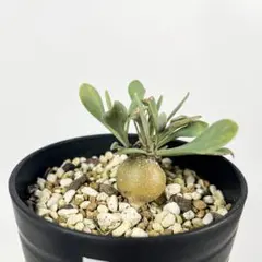 2026年最新】オトンナ ユーフォルビオイデスの人気アイテム - メルカリ