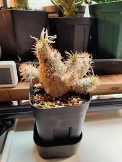 2026年最新】グラキリス 多頭の人気アイテム - メルカリ