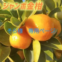 そら様　専用ページです　二点購入の為