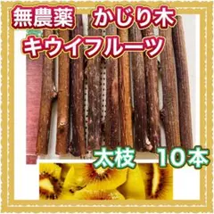 大人気！無農薬　かじり木　キウイフルーツ　　１㎝前後　太枝　１０本