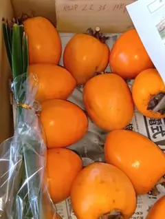 商品No.28 干し柿作りのための渋柿 LLサイズ10kg36個 作り方説明書