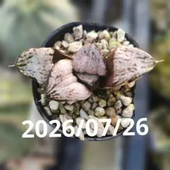 微根発根済‼️鮮明錦‼️極上株‼️美苗‼️多肉植物 ハオルチア 天空の境