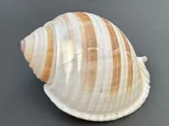 ミヤシロガイ 貝殻標本　10.5cm