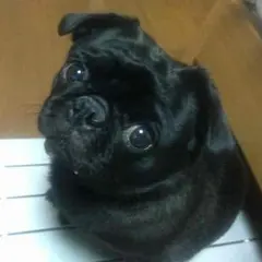 みーこ様専用ブランドハンカチ