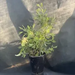 花芽付き グレビレア ストロベリーブロンド 鉢植え 苗 - メルカリ