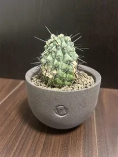 【小疣美形株】アロンソイ　/サボテン 塊根植物 小疣美形株】アロンソイ /サボテン 塊根植物 - メルカリ