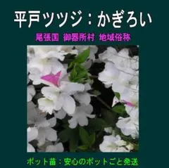 2025年最新】平戸ツツジの人気アイテム - メルカリ