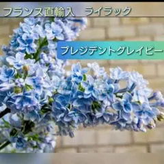 2025年最新】ライラック苗の人気アイテム - メルカリ