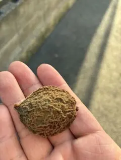 【ぽぴ☆プロフ見てね☆】巨峰の粒　箱込1kg弱 ぽぴ☆プロフ見てね☆様専用】巨峰の粒 箱込1kg弱 - メルカリ