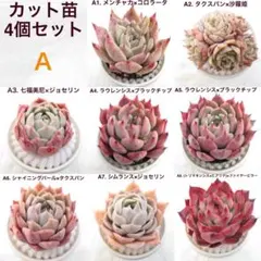 y*o様 カット苗 4個セット 多肉植物 エケベリア 実生苗