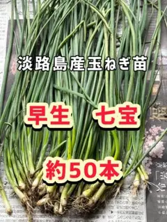 2025年最新】七宝 玉ねぎの人気アイテム - メルカリ