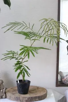 ネムノキ 斑入り 白斑 希少種 - メルカリ