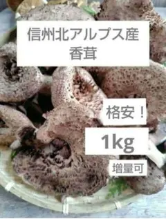 2026年最新】香茸の人気アイテム - メルカリ