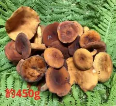 岩手県産 天然チチタケ 約450g クール便着払い - メルカリ