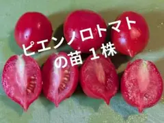 taberu様 リクエスト 5点 まとめ商品