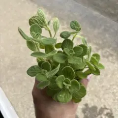 ムー様専用♡♡アロマティカス♡安心の発根済み♡水耕栽培♡メルカリ便