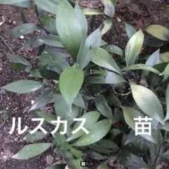 2025年最新】ルスカス苗の人気アイテム - メルカリ