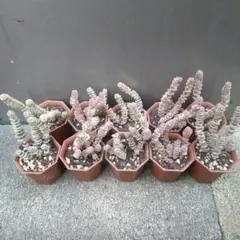 エルサ✦‧✧̣̥̇‧様 リクエスト 5点 まとめ商品