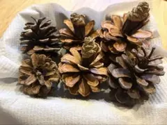 ⭐️松ぼっくり⭐️ 大きさバラバラ6個！