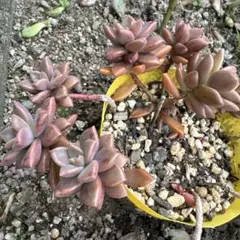 N HISA様 リクエスト 3点 まとめ商品