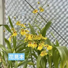 オンシジューム　洋ラン　②のサムネイル