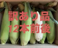 80サイズ 茨城県産　とうもろこし　ホイップコーン　訳あり品　6/19発送のサムネイル