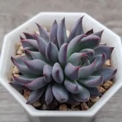 2025年最新】おらいさん苗 青鬼の人気アイテム - メルカリ