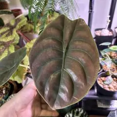 2026年最新】アロカシア クプレアの人気アイテム - メルカリ