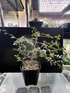 ボスウェリア　リヴァエのサムネイル