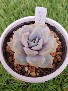 もっちゃん様 リクエスト 3点 まとめ商品